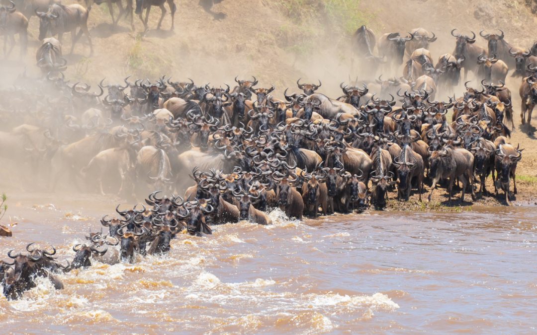 10 DAYS SERENGETI WILDEBEEST MIGRATION SAFARI