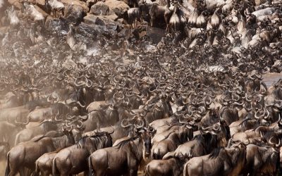 SERENGETI WILDEBEESTS CALENDAR