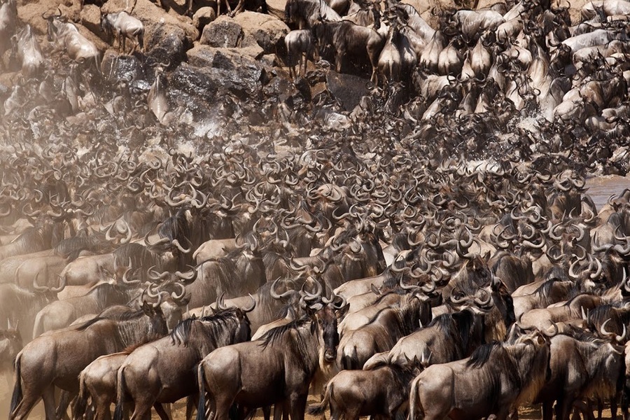 SERENGETI WILDEBEESTS CALENDAR