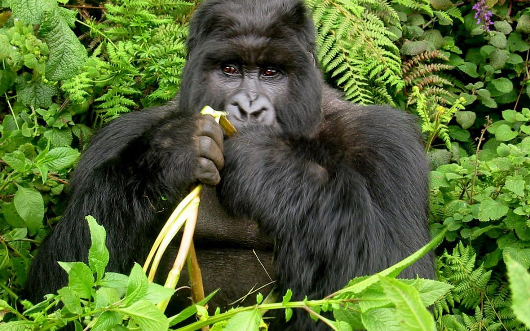 7 DAYS UGANDA GREAT APES TREKKING SAFARI