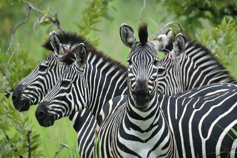 9 DAYS TANZANIA TENTED CAMPS SAFARI