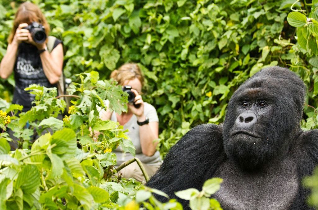 8 DAYS UGANDA ADVENTURE GORILLA TRACKING SAFARI