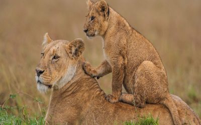 8 DAYS TANZANIA AFFORDABLE BIG FIVE SAFARI