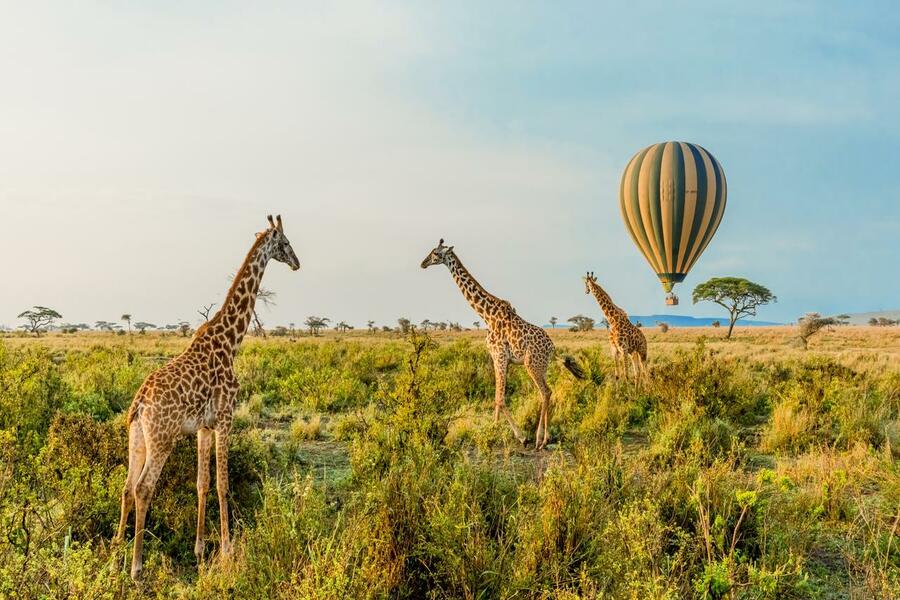 8 DAYS AFFORDABLE SERENGETI BALLOON SAFARI