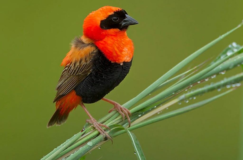 8 DAYS TANZANIA ADVENTURE BIRDS WATCHING SAFARI