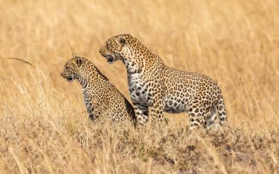 9 DAYS AFFORDABLE SAFARI TO KENYA AND TANZANIA