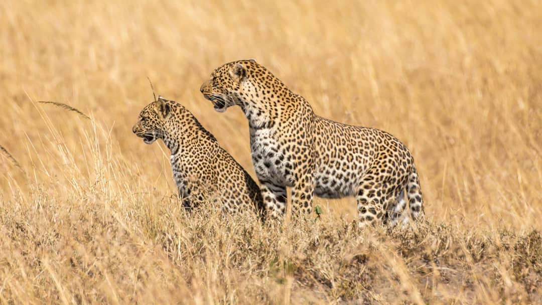 9 DAYS AFFORDABLE SAFARI TO KENYA AND TANZANIA