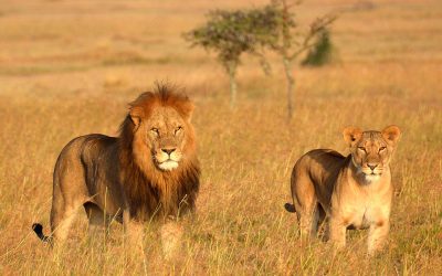 7 DAYS TANZANIA FAMILY TENTED CAMPS SAFARI