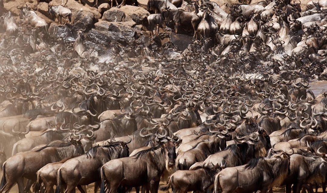 9 DAY SERENGETI WILDEBEEST MIGRATION SAFARI