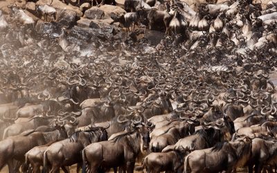 9 DAY SERENGETI WILDEBEEST MIGRATION SAFARI