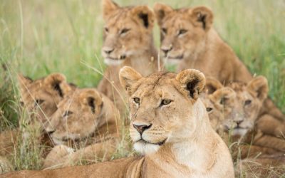 5 DAY GREAT SERENGETI PHOTOGRAPHY SAFARI