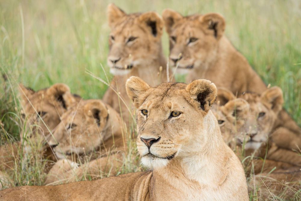 5 DAY GREAT SERENGETI PHOTOGRAPHY SAFARI